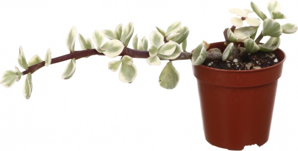 Рослина кімнатна Сукулент мікс 5х8 см