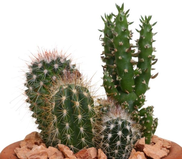 Композиція Кактус мікс в плошці 11/20