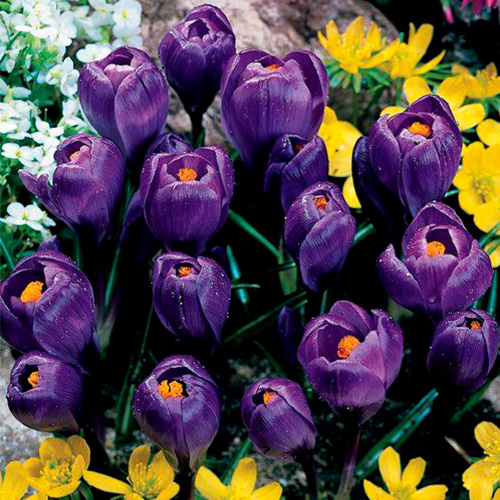 Луковица Яскрава Крокус крупноцветковый Negro Boy 5 шт. 