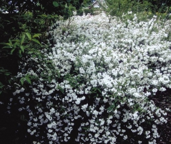 Растение Дейція рожева Кампанулата/ DEUTZIA ROSEA CAMPANULATA С3/ Н 60-80