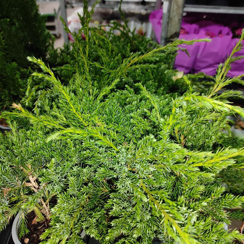 Растение Можжевельник 9х15 squamata Blue Carpet