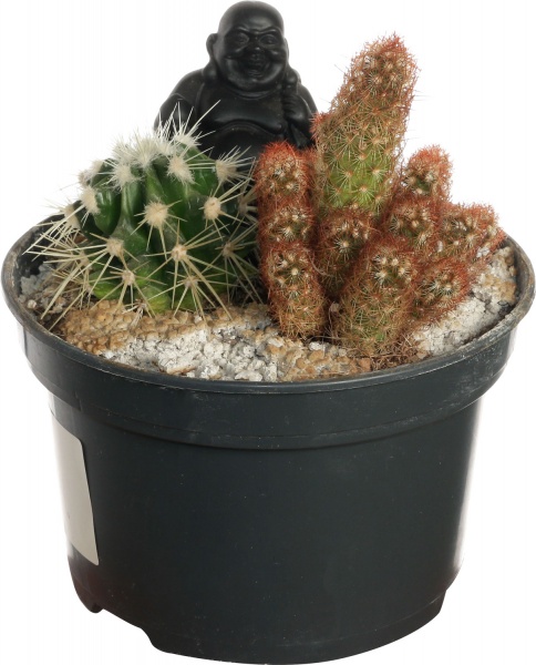 Кактус микс в плошке 13/25