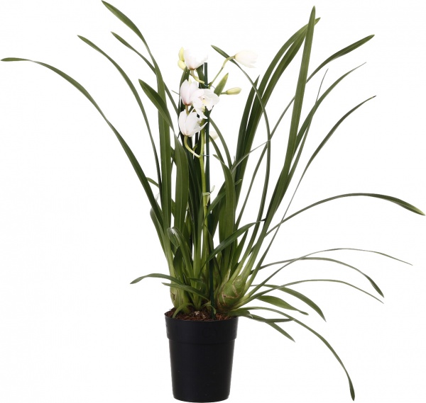 Растение комнатное Цимбидиум 14х65 см 2 ствола микс