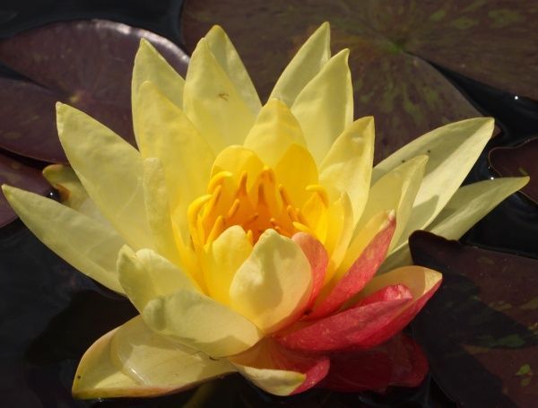 Растение Нимфея Wanvisa