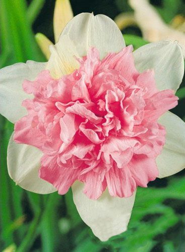 Луковица Яскрава Нарцисс двойной Rosy Cloud 2 шт. 