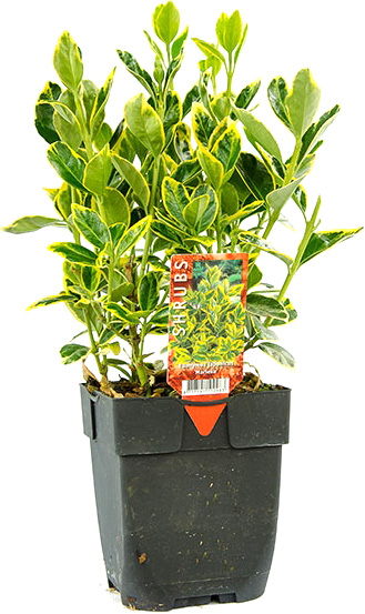 Растение Бересклет мариек d9/h15