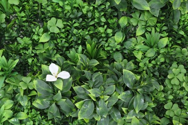 Декоративное модульное покрытие Engard Фитостена 100x100 см GCK-10