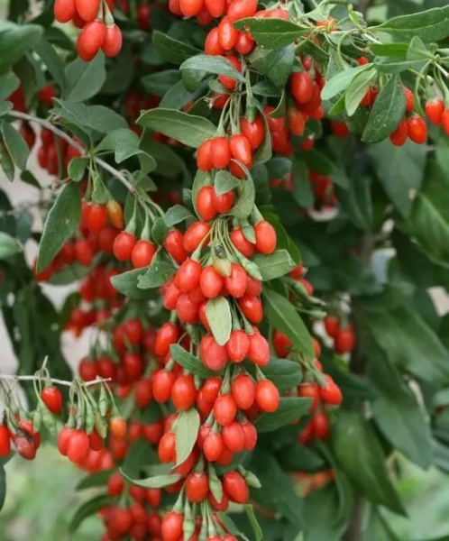 Растение Дереза обычная/Lycium barbarum С3/Н 30-40