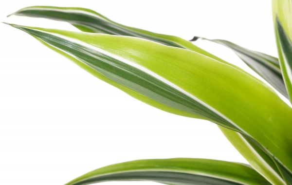 Рослина кімнатна Драцена Лемон Лайм 2pp 17/75