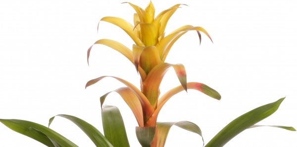 Рослина гузманія санітайм 12/40