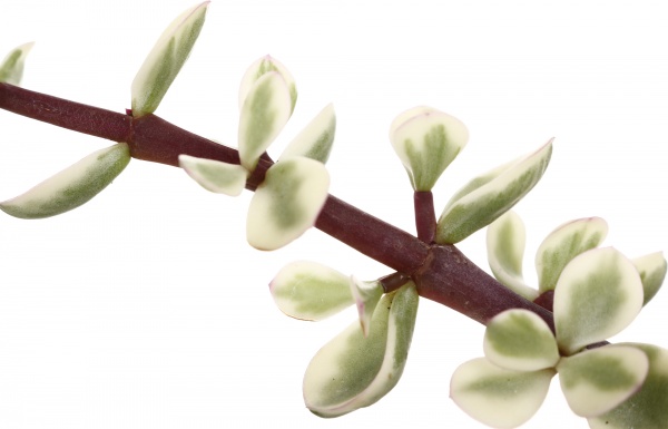 Рослина кімнатна Сукулент мікс 5х8 см