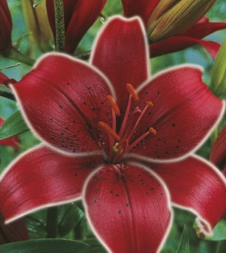 Луковица Яскрава Лилия ориентальная Cobra 1 шт. 