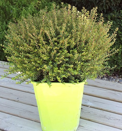 Рослина Жимолість блискуча нітіда Пенмін/LONICERA nitida Panmin С2/ Н20-30