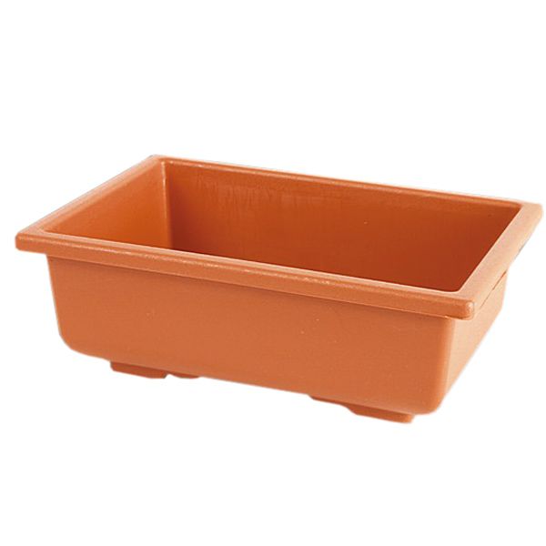 Кактусница Бонсай