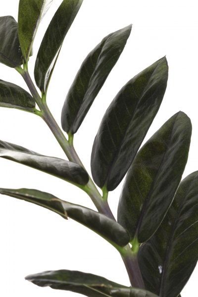 Растение комнатное Замиокулькас Равен 17х70