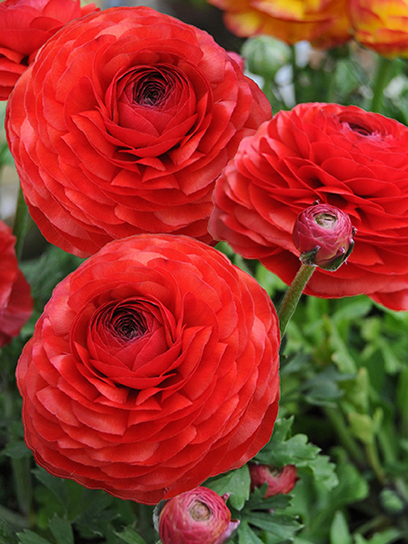 Корнеклубень TUBERBULB Export B.V. лютика красного 5 шт.