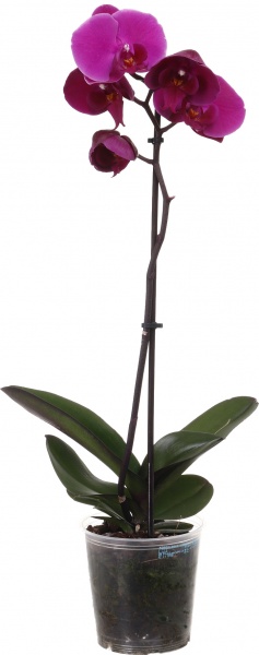 Растение Фаленопсис 1-2 ветки микс d12/h40