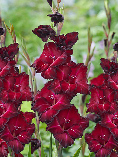 Бульбоцибулина TUBERBULB Export B.V. гладіолуса Бек Стар 3 шт.