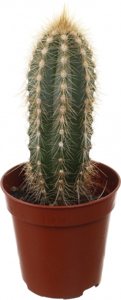 Рослина кімнатна Кактус мікс 5х10 см