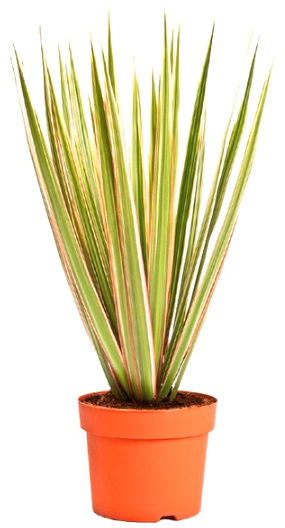 Растение Драцена копстек 12x40 см