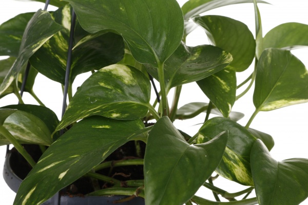 Растение Сциндапсус Мост d14/h50