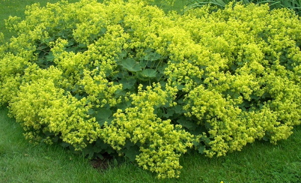 Растение Манжетка Alchemilla splendens С3
