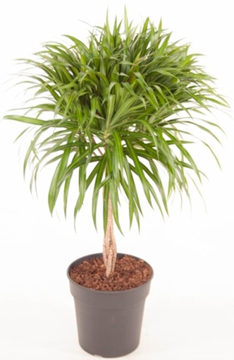 Растение Драцена Рефлекса Анита на плетеном стволе 30х100 см