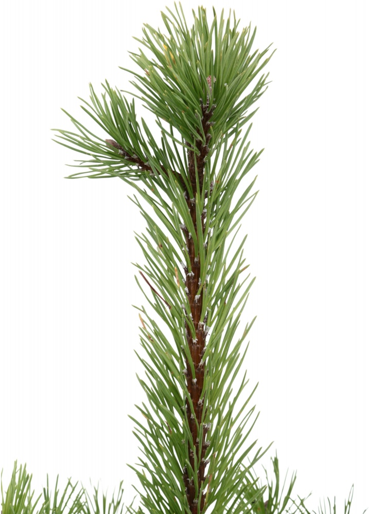 Рослина сосна чорна / Pinus nigra C3 H30-40 см