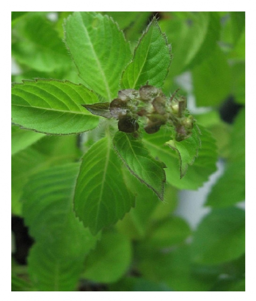 Семена базилик зеленый американский Голубые специи 0,5 г Професійне насіння