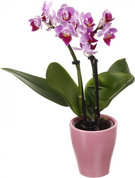 Рослина кімнатна Фаленопсис міні 6х20 см 1 стовбув мікс у кераміці