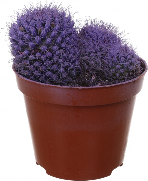 Растение Кактус разноцветный 8/10