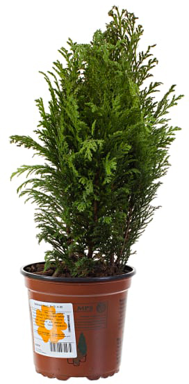 Растение Хвойные растения микс d13/h45