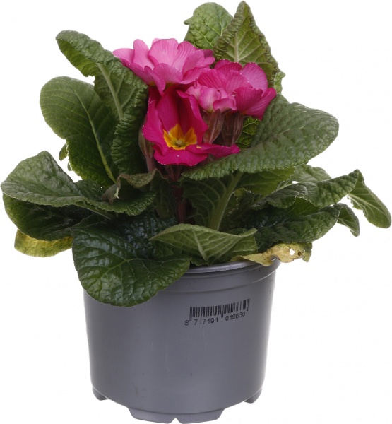 Растение Примула 10,5/20 мікс.