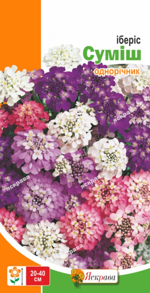 Семена Яскрава иберис смесь
