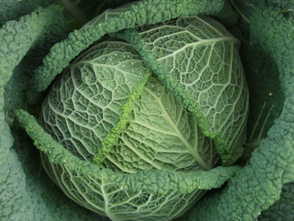 Семена Професійне насіння капуста савойская Вироса F1 20 шт. (4823058200309)