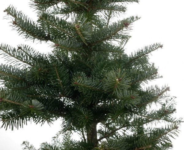 Ель колючая Picea pungens var. Glauca Majestic