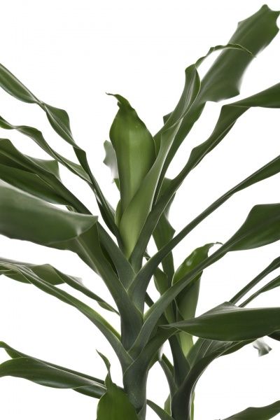 Растение Драцена Фрагранс микс 12x30 см