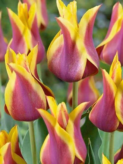 Луковица тюльпана лилиецветного Баллада Дрим 3 шт.