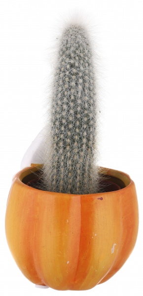 Растение Кактус в горшке хеллоуин 6/12