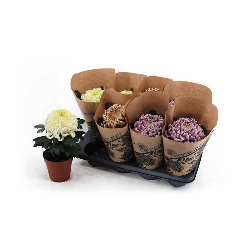 Растение Хризантема 13х35 крупноголовая микс Coco 1рр