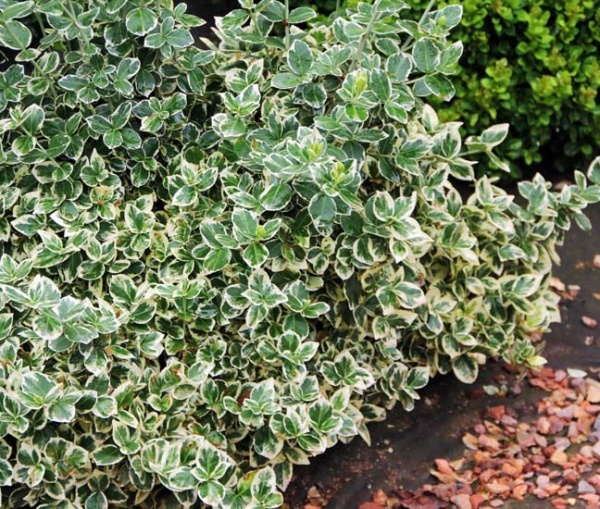 Растение Бересклет / Euonymus fort.Emerald Gaiety Р14