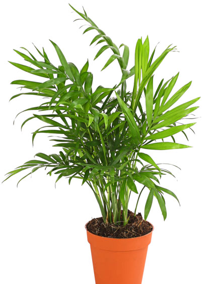 Растение комнатное Арека 19/100
