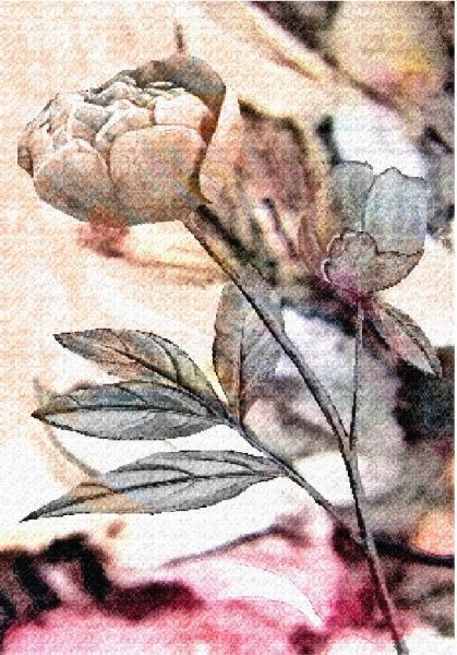 Постер Пион 3 (коллекция) Posterclub 