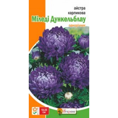 Семена Яскрава астра карликовая Миледи Дункельблау