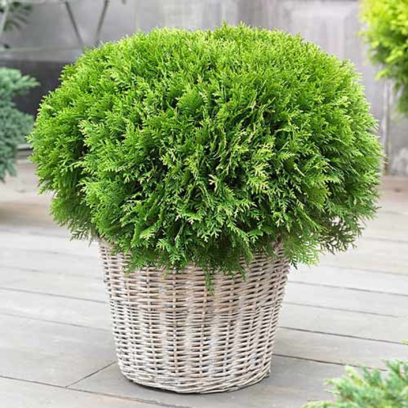 Растение Туя Danica C5