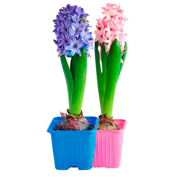 Растение Гиацинт микс 3рр 12/15