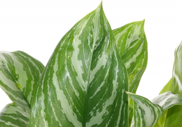 Растение комнатное Аглоонема 17/55