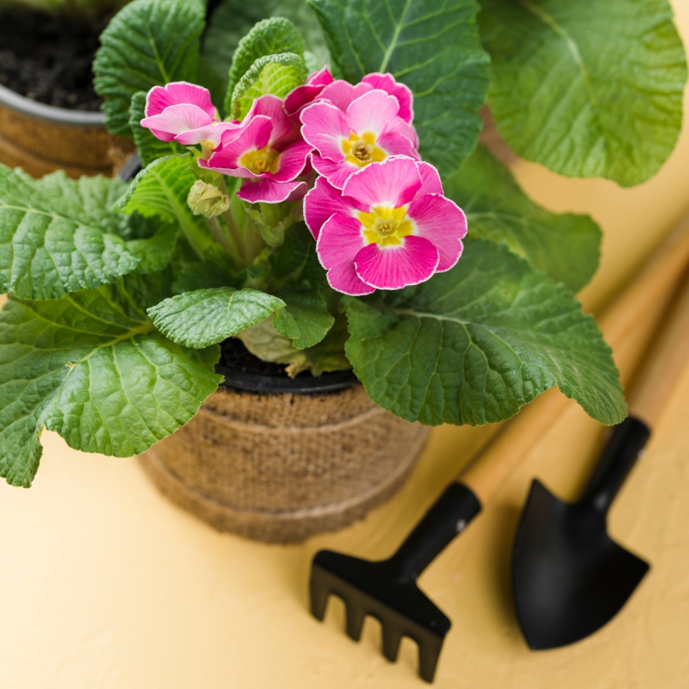 Субстрат універсальний Biovita Optima 50 л