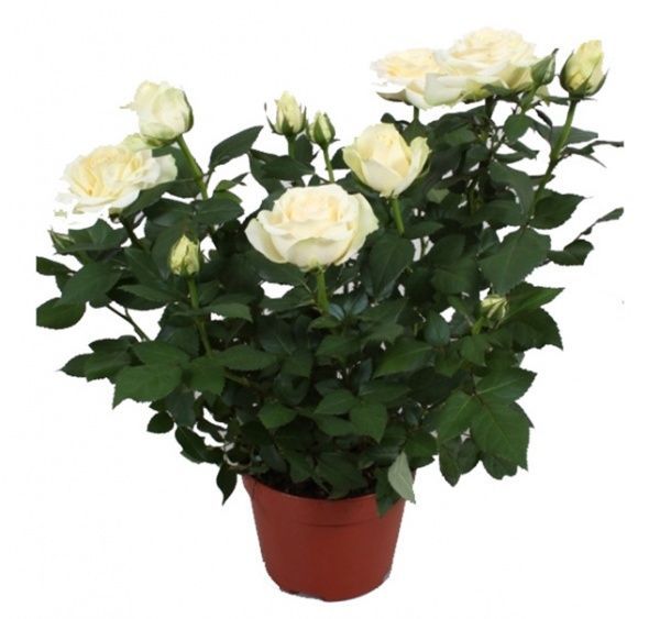 Растение Роза Парад микс 10/25