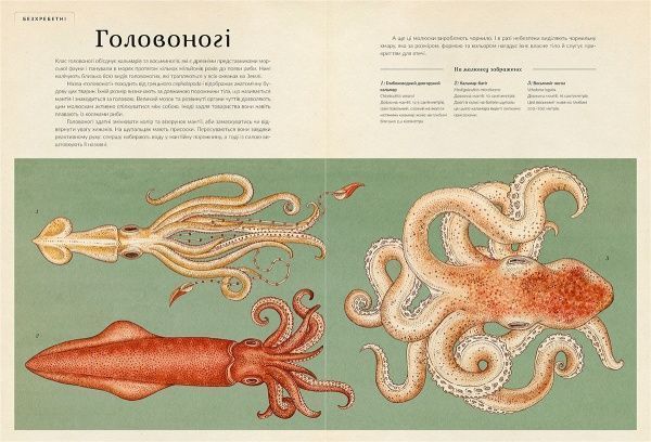 Книга Дженні Брум «Анімаліум» 978-617-679-376-2